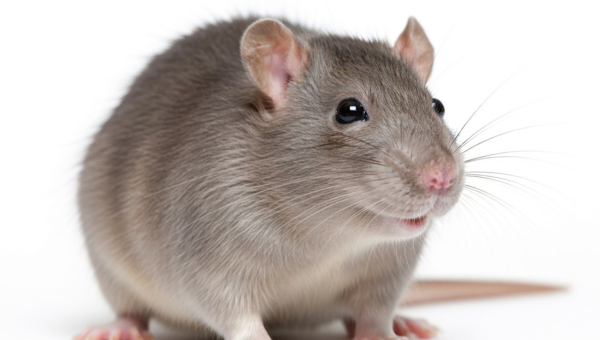 Why Rats Lose Their Fear And Why They Invade Homes More in Winter